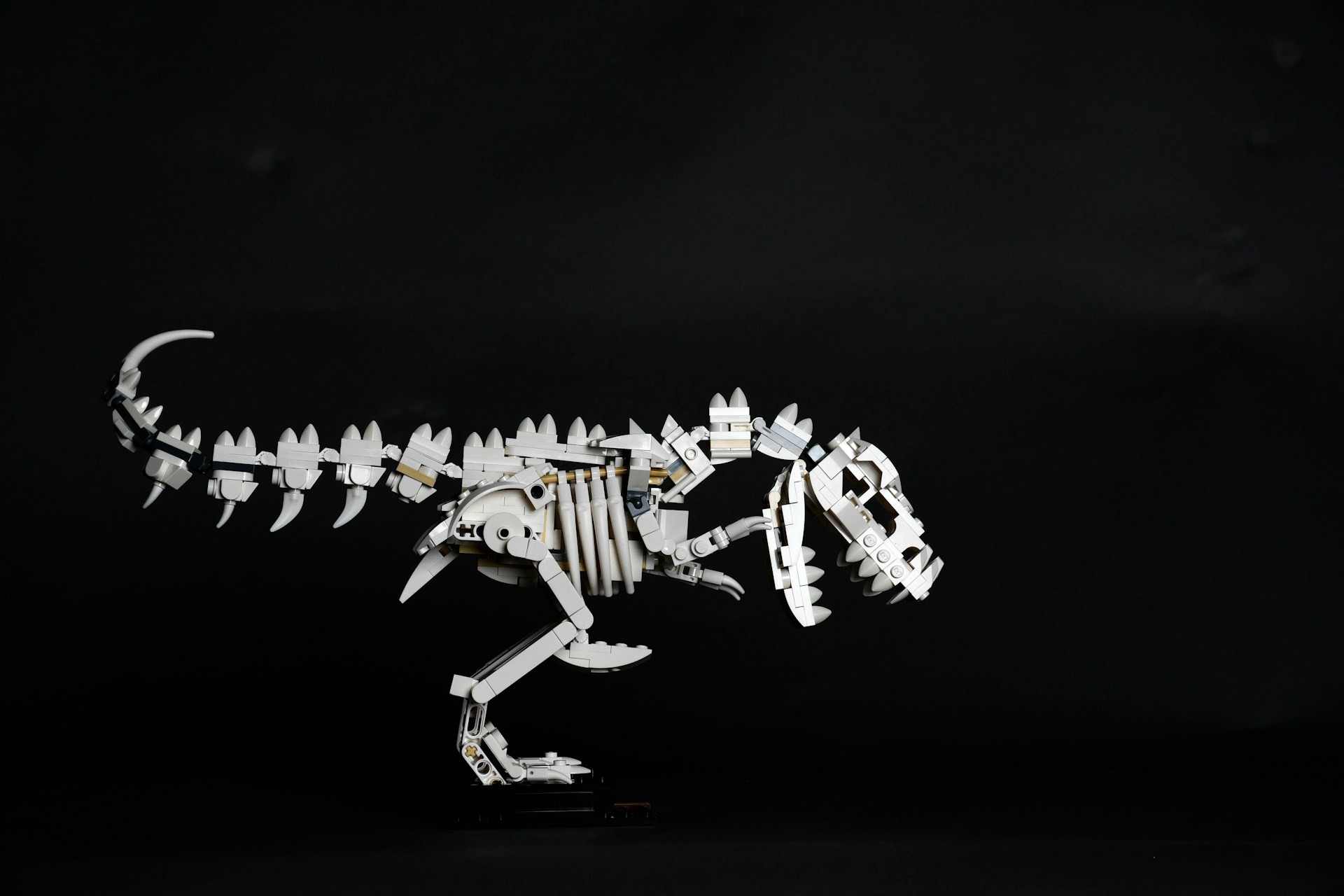 Dinosaur Theme of the SHC2026, photo by Apolo Photographer on Unsplash